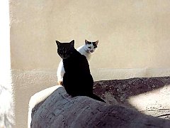 Gatti (131)